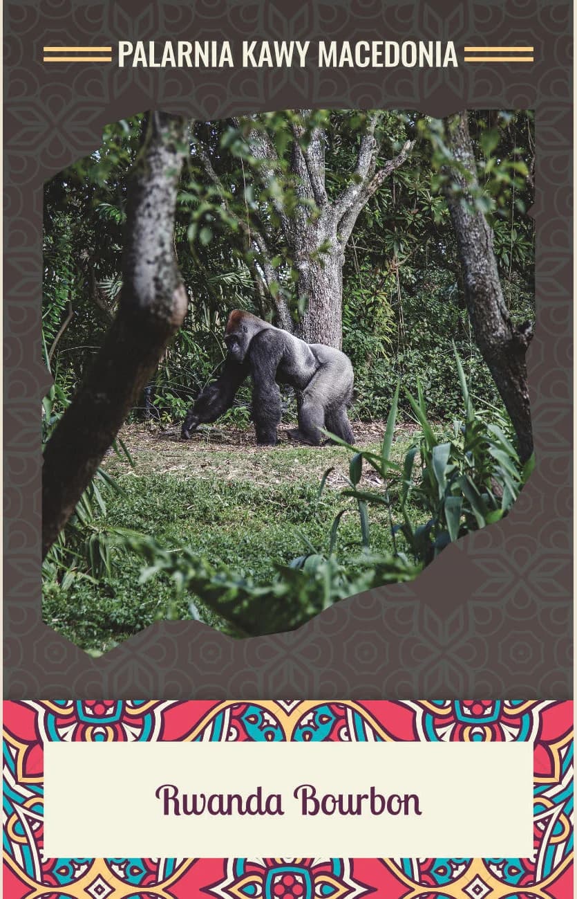 Rwanda Bourbon Kawa arabika