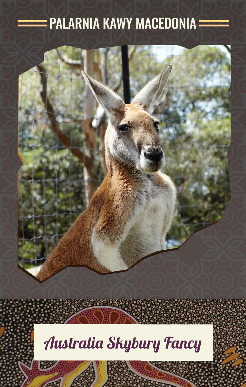 Australia Skybury Fancy